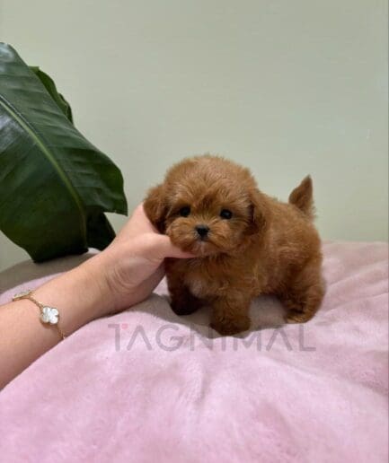 Tiny brown puppy posing for a cute pet portrait.