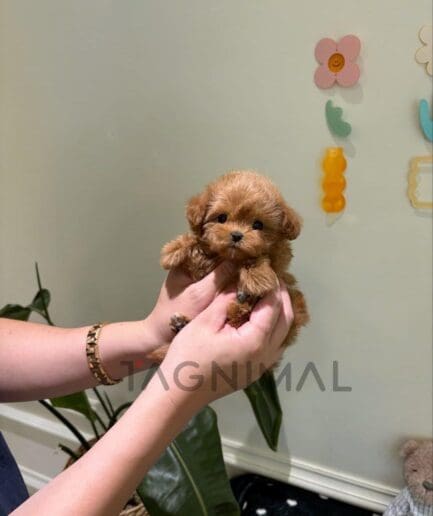 Tiny brown puppy gently held in caring hands.