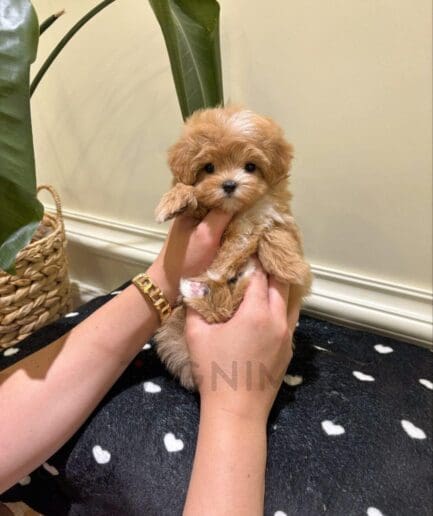 Adorable apricot curly-haired puppy gently held upright, showing fluffy fur and dark eyes.
