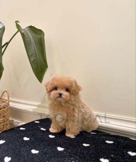 Tiny fluffy puppy with soft fur posing adorably.