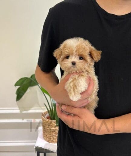 Tiny fluffy puppy posing for an adorable pet portrait.