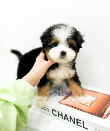 Fluffy tricolor puppy poses on Chanel fashion books with a neon-green-sleeved hand.