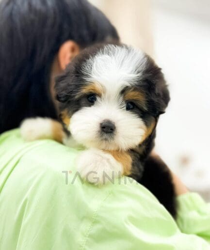 Fluffy tricolor puppy resting on a person’s shoulder.