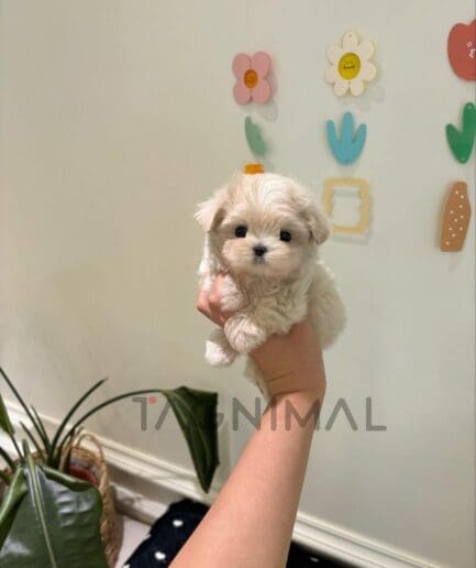 Close-up portrait of an adorable cream-colored puppy with fluffy fur and dark eyes.