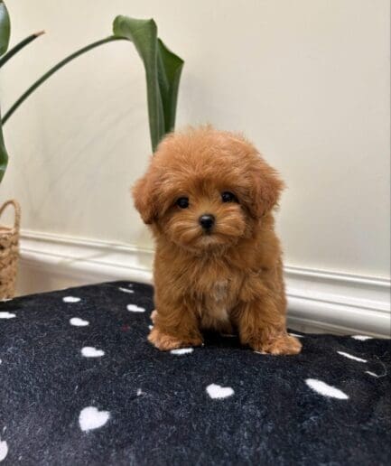 Adorable fluffy apricot puppy with soft curly fur in a close-up portrait.