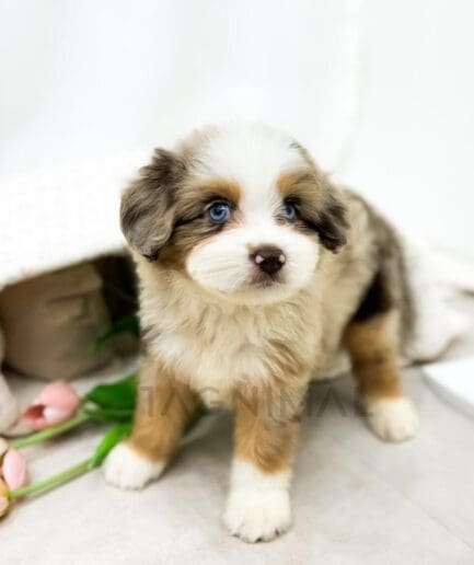 Blue-eyed puppy beside pink tulips in a colorful spring garden.
