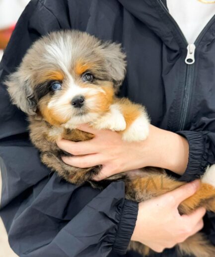 Attentive blue merle puppy with mottled gray, black, and white fur looking at camera.