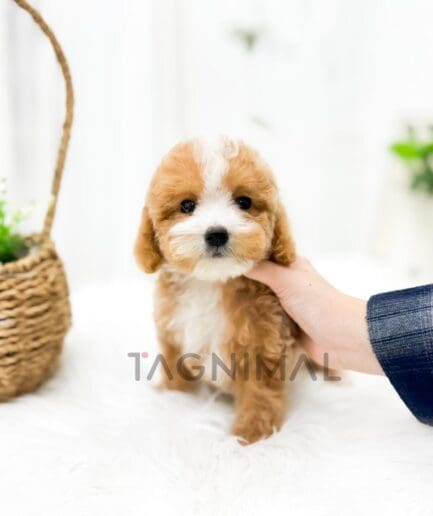 Brown and white puppy resting on a soft, cozy white blanket.
