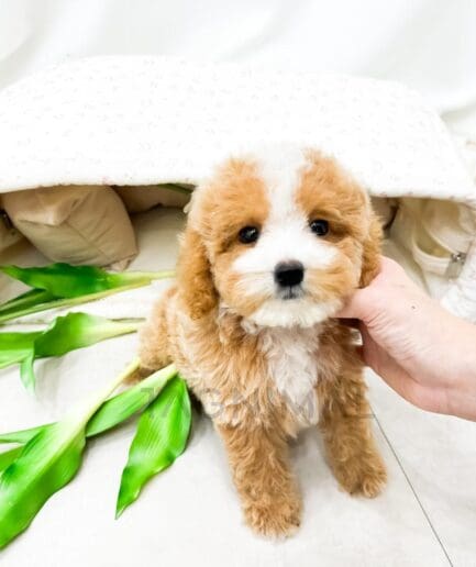 Caramel and white puppy sitting beside colorful spring tulips.