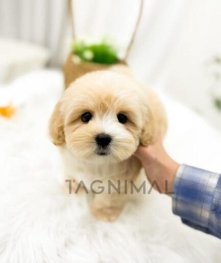 Fluffy puppy with a soft cream and tan coat.