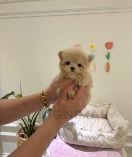 Adorable fluffy cream-colored puppy with dark eyes in a close-up portrait.