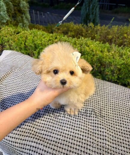 Cream-colored puppy with soft, fluffy fur wearing a charming bow.
