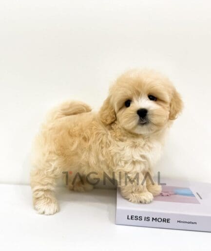 Soft cream-colored plush dog resting on a white book in a cozy setting.