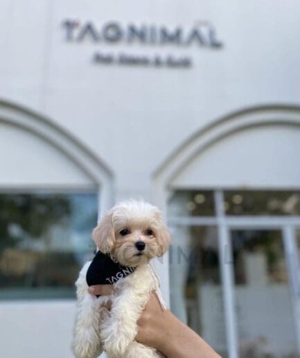 Cream-colored puppy with soft, fluffy fur and a sweet expression.