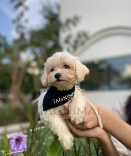Cream-colored puppy with soft, light fur wearing a contrasting black bandana.