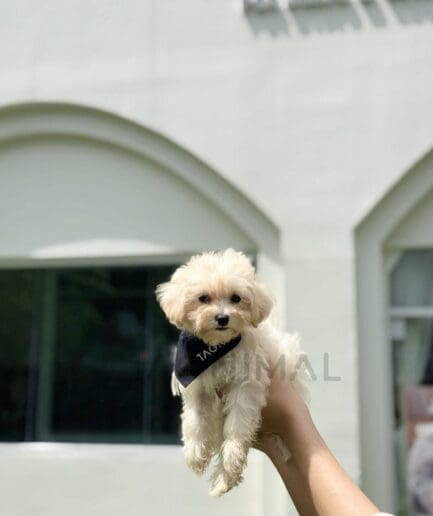 Cream-colored puppy wearing a dark bandana that contrasts with its soft, light fur.