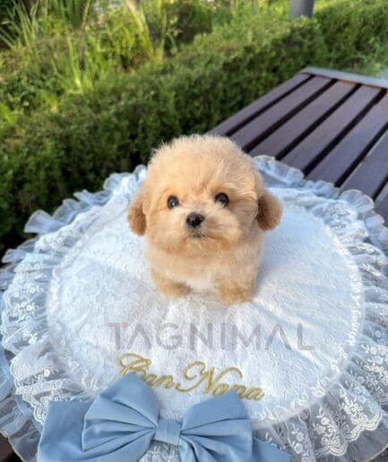 Cream-colored puppy resting on a delicate white lace cushion.