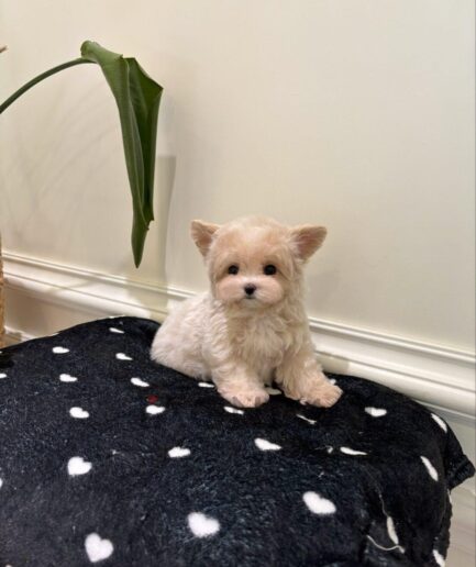 Adorable cream-colored puppy resting on a soft spotted blanket and looking at the camera.