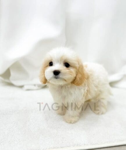 Cream and tan puppy relaxing on a soft white rug.