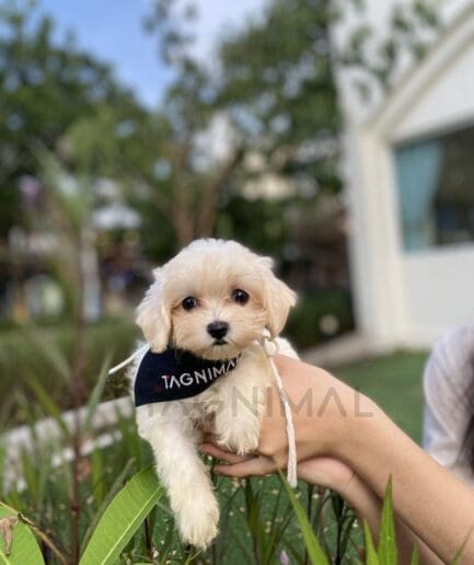 Fluffy cream-white puppy relaxing in a peaceful garden.
