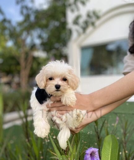 Fluffy cream-white puppy gently held outdoors.