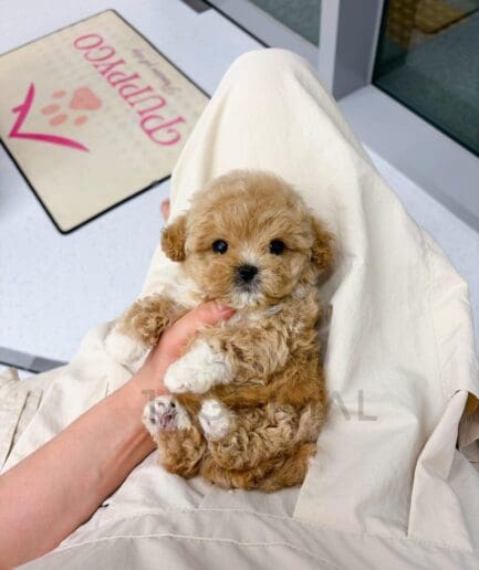 Three adorable curly-haired puppies sitting together with fluffy coats and sweet expressions.