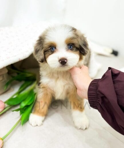 Adorable blue-eyed puppy gazing curiously at the camera.