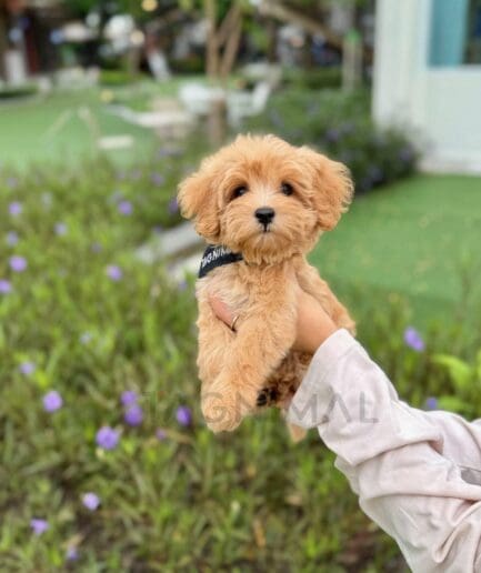 Fluffy golden retriever puppy posing with a sweet, friendly expression.