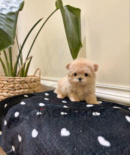 Cute cream-colored puppy resting on a colorful heart-patterned blanket.