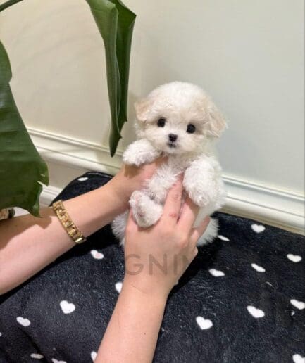 Adorable fluffy white puppy with bright eyes in a close-up portrait.