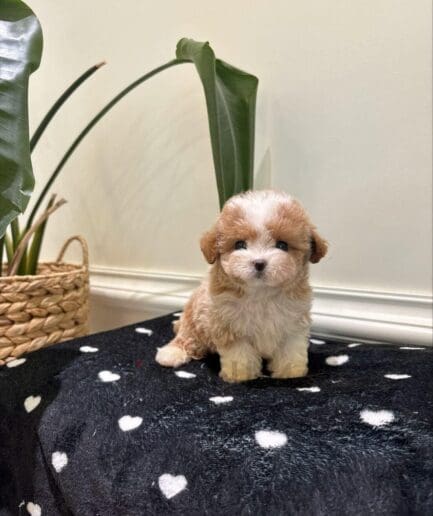 Fluffy caramel and white puppy with dark eyes posing for a close-up portrait.