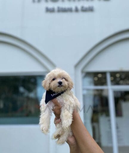 Fluffy cream-colored dog gently held in a pair of hands.