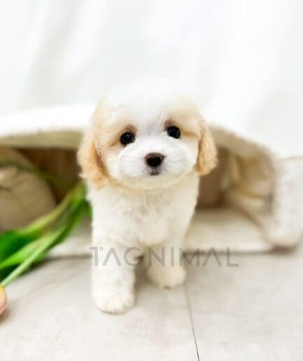 Fluffy cream-colored puppy posing beside delicate pink tulips in a spring scene.