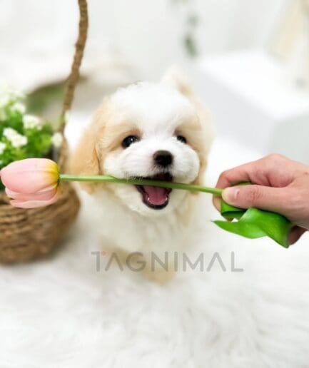Fluffy puppy gently nibbling a pink tulip in spring.