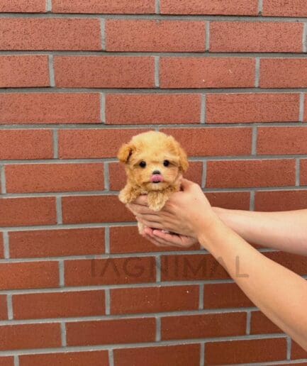 Golden tan puppy gently held beside a textured brick wall.