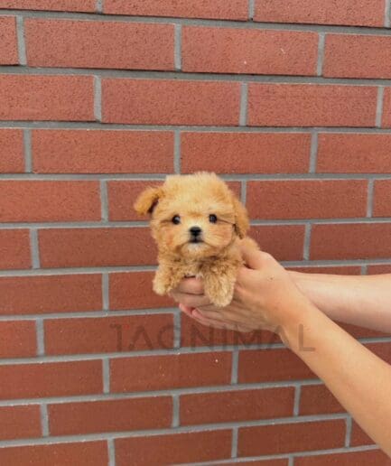 Golden tan puppy cradled in someones arms in front of a brick wall.