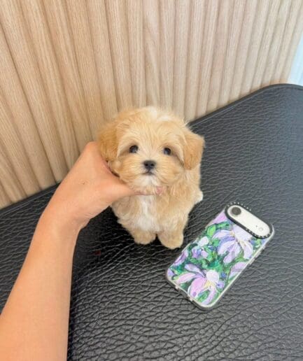Tiny golden-tan puppy resting on a black cushion, its soft fur contrasting with the dark fabric.