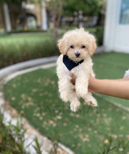 Cream-colored puppy portrait highlighting its soft, fluffy coat.