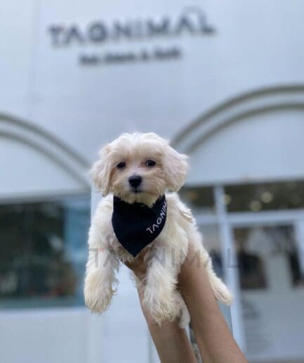 Cream-colored puppy wearing a dark bandana that contrasts with its soft, light fur.
