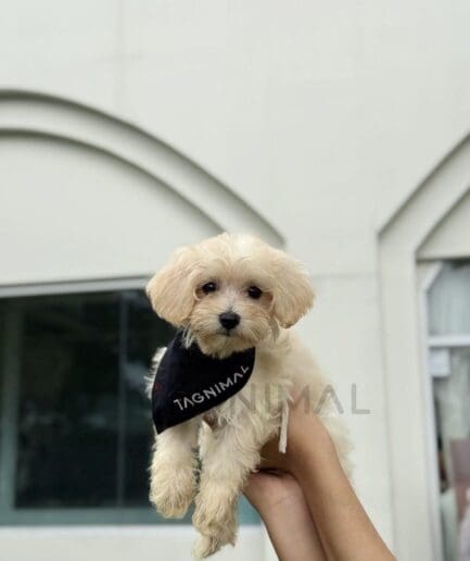 Cream-colored puppy with soft, light fur wearing a contrasting dark bandana.