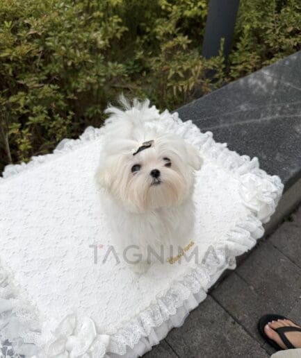 Fluffy white Maltese dogs posing against an elegant lace backdrop.