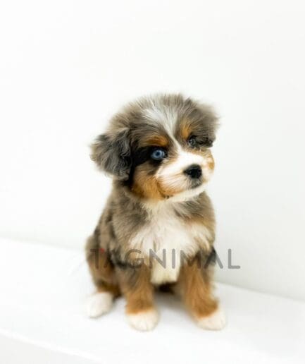 Fluffy merle puppy with bright eyes posing for a portrait.