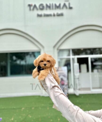 Plush dog toy held outdoors in soft natural light with blurred greenery.