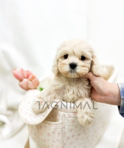 Veterinarian gently examines a cream-colored puppy during a routine animal clinic checkup.