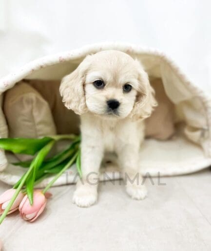Cream-colored puppy sitting beside vibrant pink tulips in a cheerful spring setting.