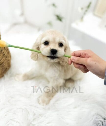 Puppy posing beside a bright yellow calla lily flower.