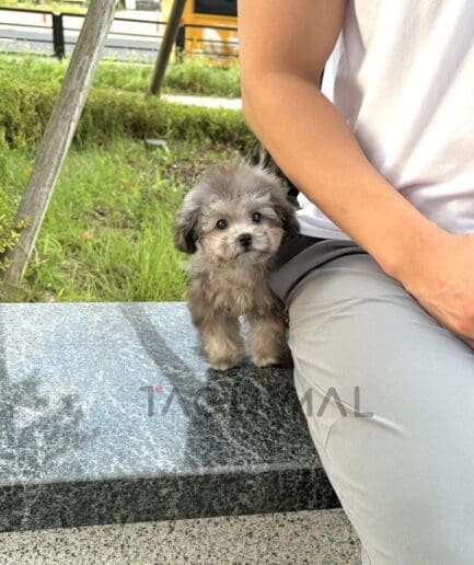 Small, fluffy dog sitting outdoors, looking calm and relaxed.