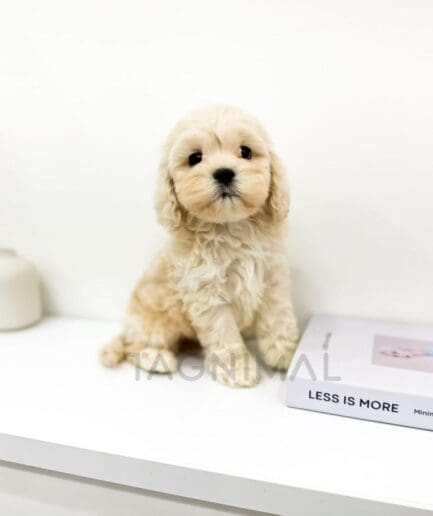 Soft cream puppy plush toy with floppy ears and embroidered face.