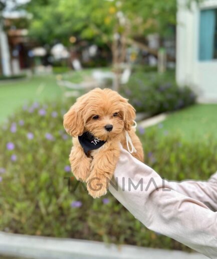 Cute brown three-headed dog plush toy with floppy ears and embroidered faces.