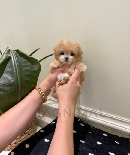 Adorable tiny apricot puppy with fluffy fur, dark eyes, and a black nose.